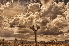 Storm clouds over Joshua trees.