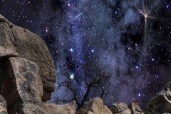 A young coyote sits on a rock under a starry sky.