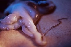 A baby octopus lies on skin.