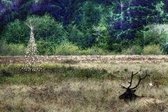 An elk rests in tall grass by a Christmas tree.