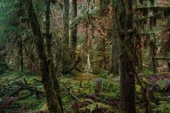 A lone Christmas tree in a rain forest.