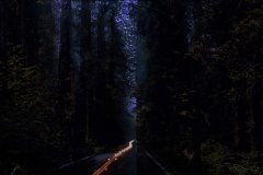 Leaving Humboldt forest at dawn.