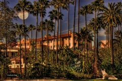 A coyote rests on the grass outside the Beverly Hills Hotel.