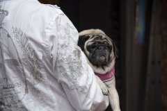 A man in an embroidered shirt holds a pug dog.