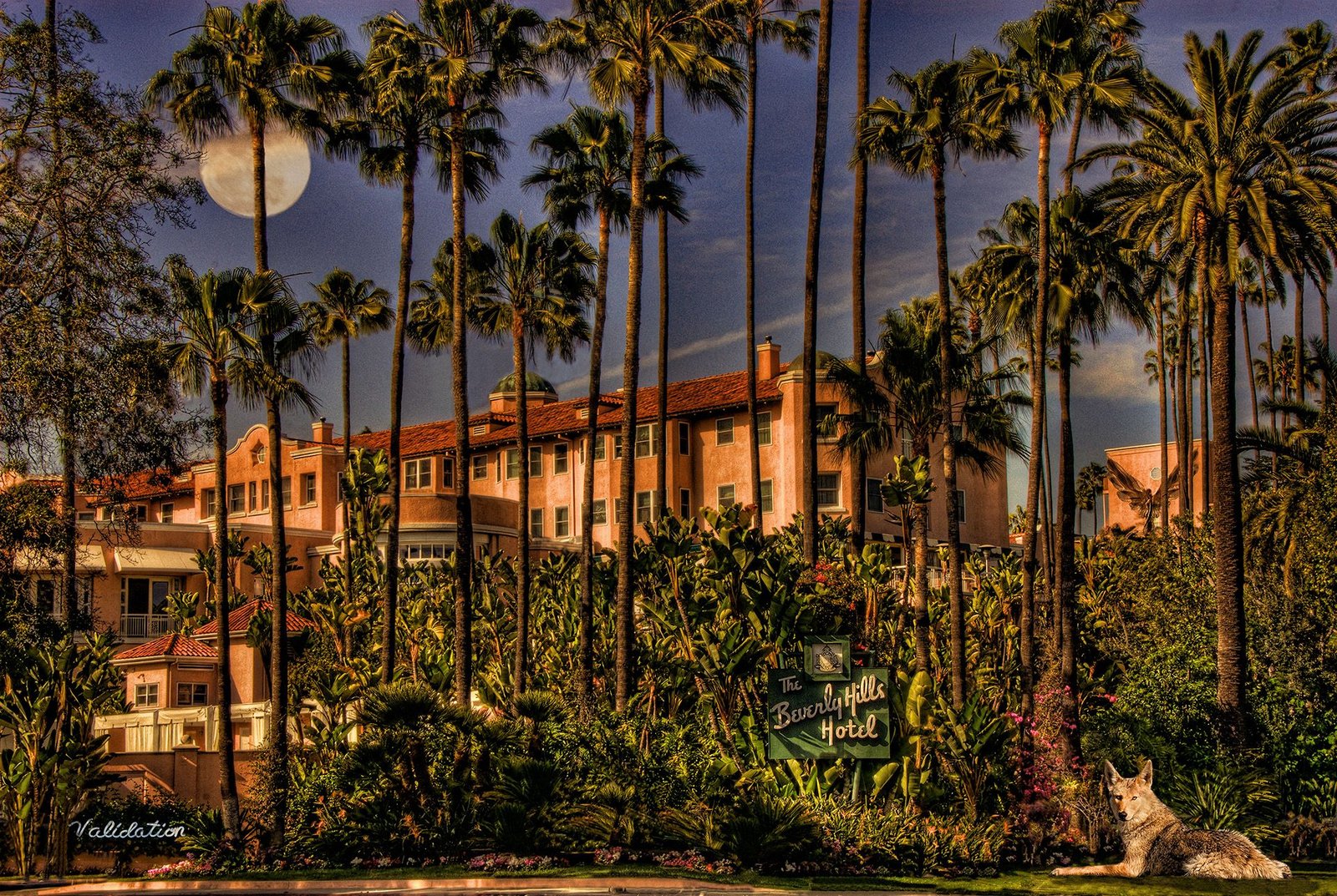Beverly Hills Hotel Coyote