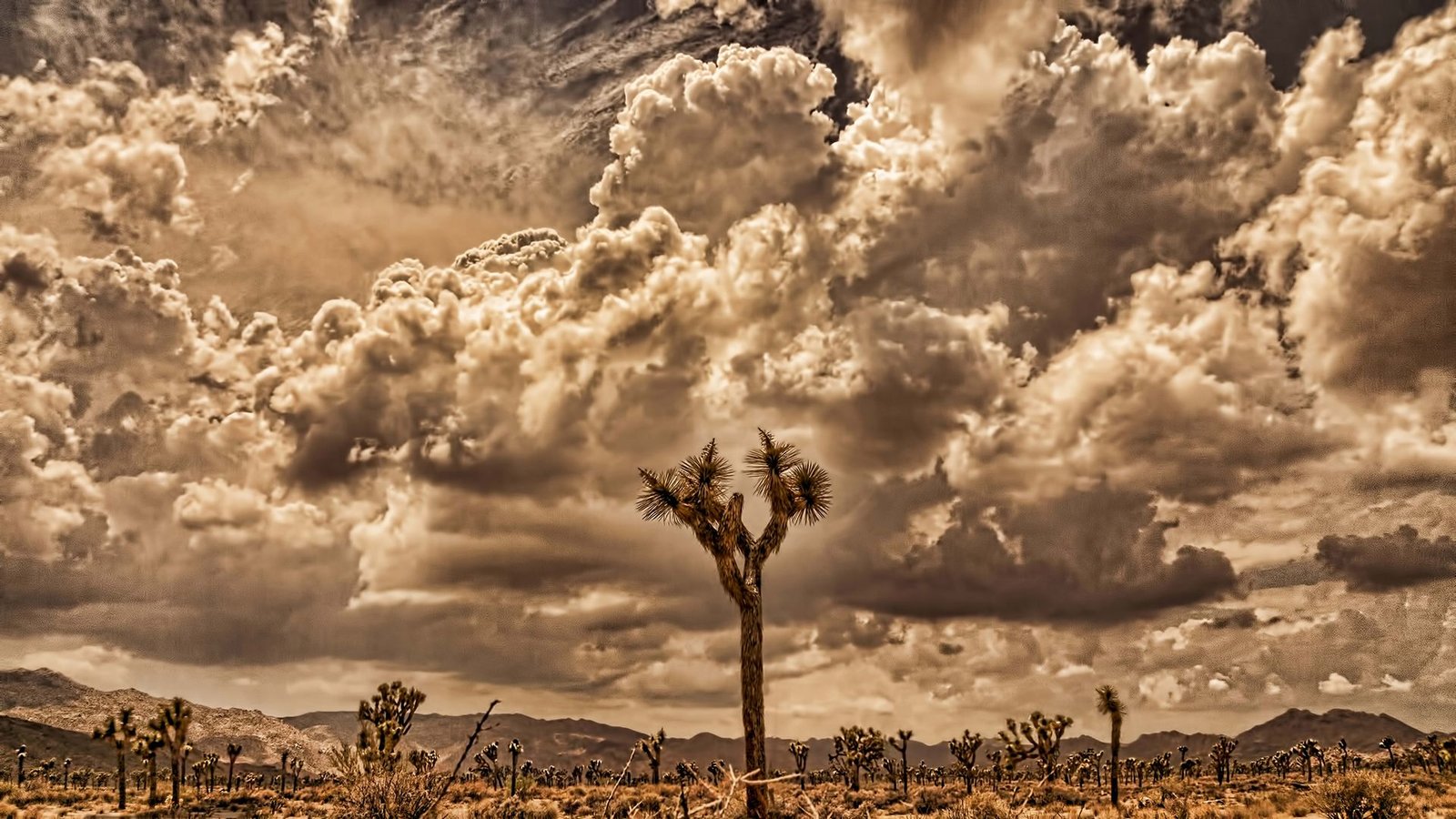 Joshua Storm