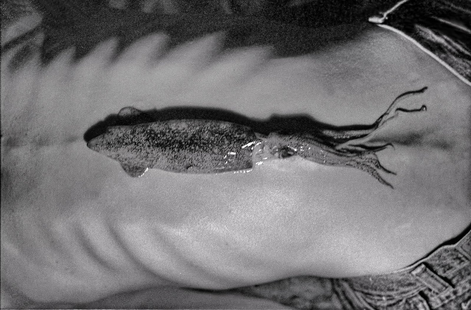 Squid Skin