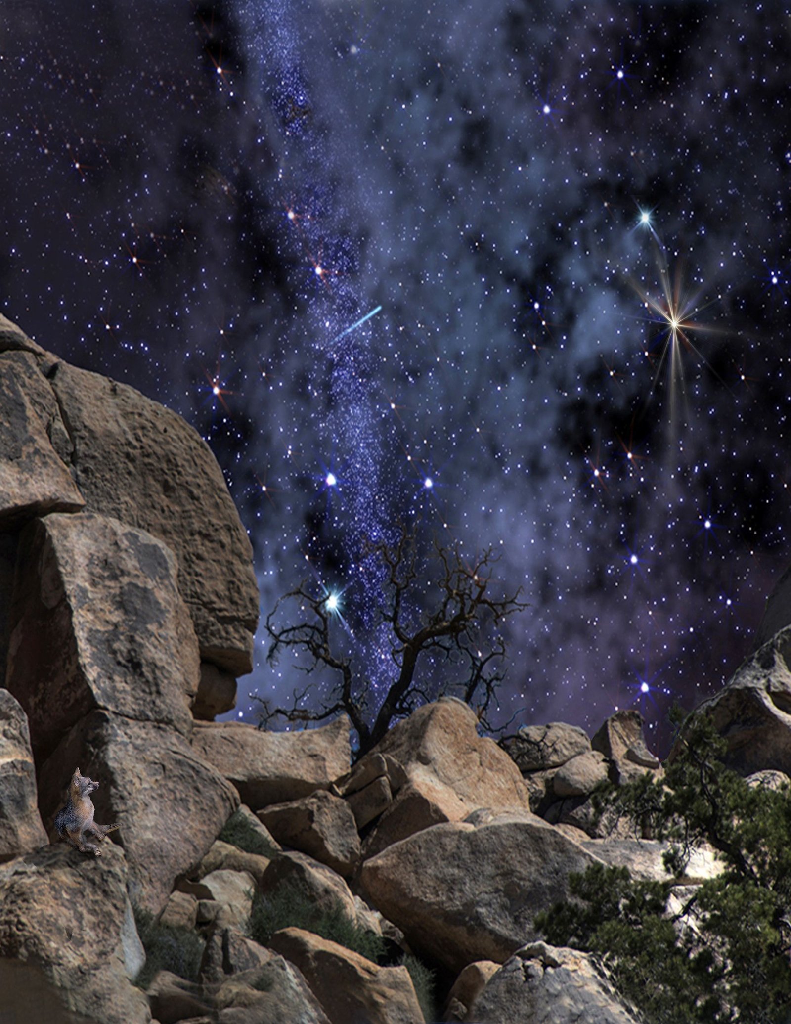 Young Coyote Night