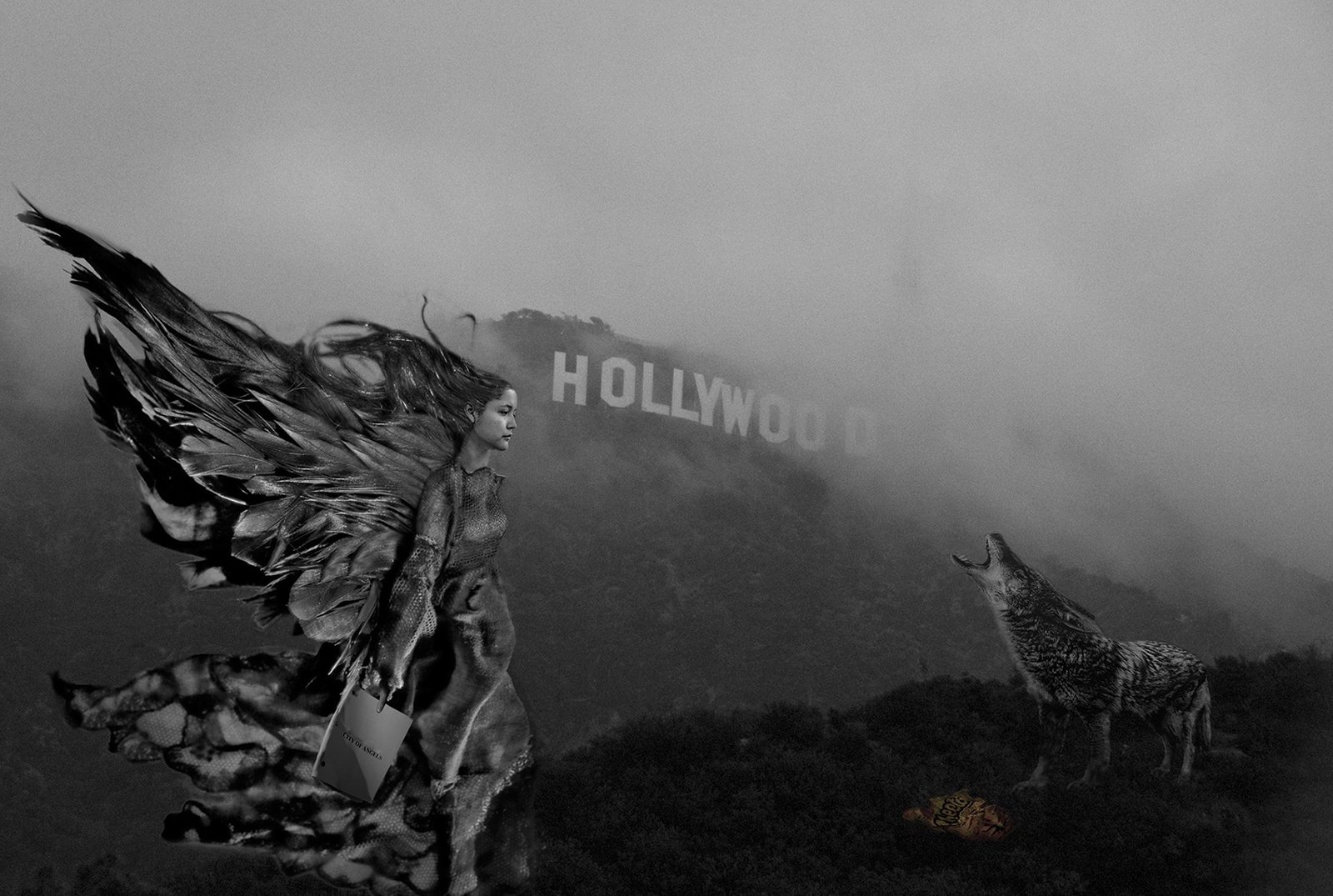 Coyote, Angel, Hollywood Sign