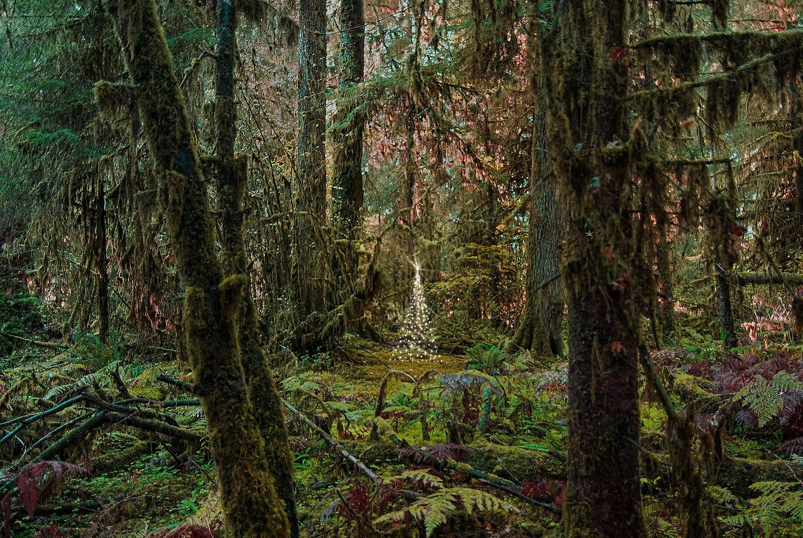 A Forest Christmas